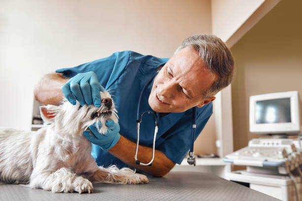 Best Emergency Denture Repair in Puyallup, WA
